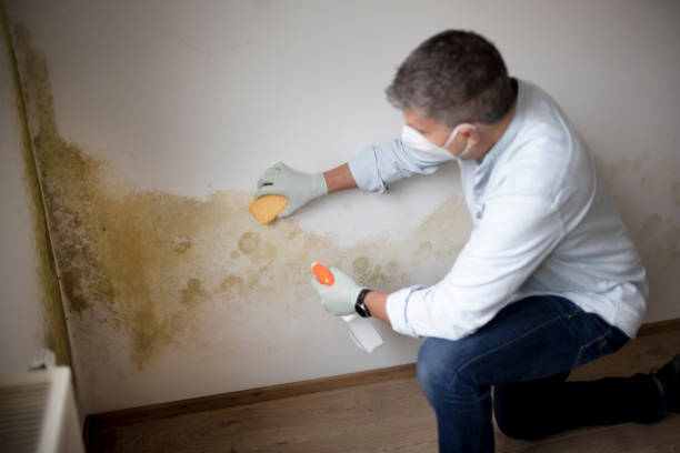 Mold Odor Removal Services in Evadale, TX